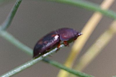 <i>Amphotis marginata</i>