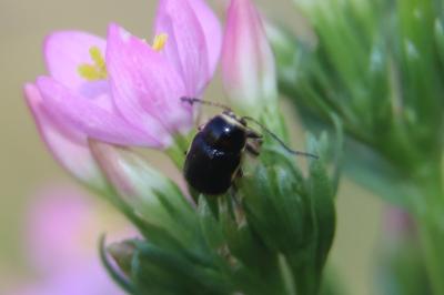 <i>Cryptocephalus moraei</i>