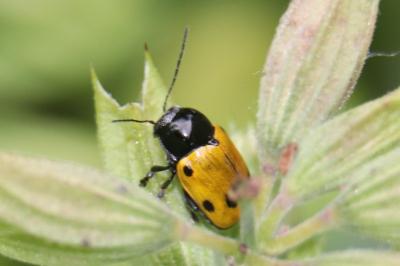 <i>Cryptocephalus imperialis</i>