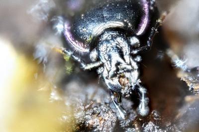 <i>Carabus nemoralis</i>