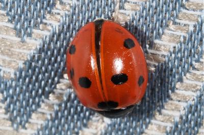 <i>Coccinella septempunctata septempunctata</i>
