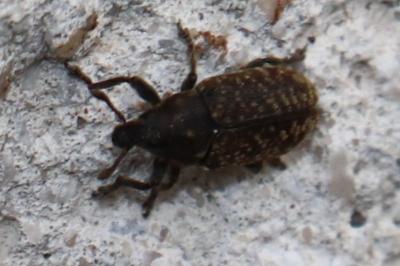 <i>Rhinocyllus</i>