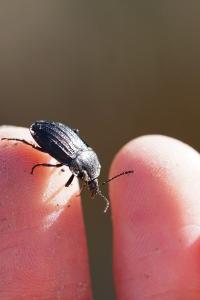 <i>Phosphuga atrata</i>