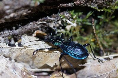 <i>Carabus intricatus</i>