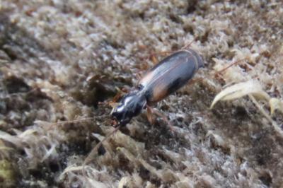 <i>Badister sodalis</i>