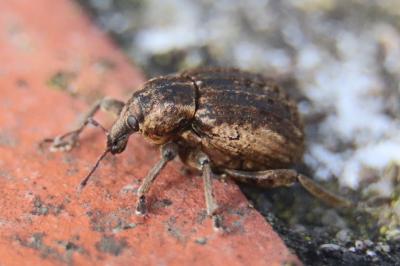 <i>Brachypera zoilus</i>