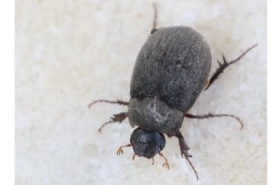 <i>Maladera holosericea</i>