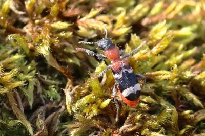 <i>Thanasimus formicarius</i>