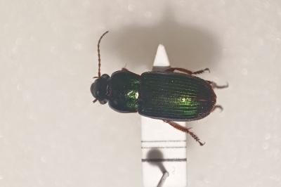 <i>Harpalus affinis</i>