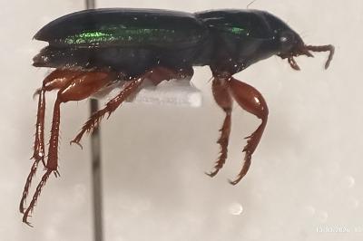 <i>Harpalus affinis</i>
