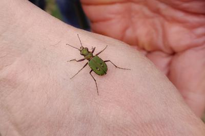 <i>Cicindela campestris</i>