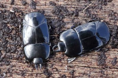 <i>Hololepta plana</i>