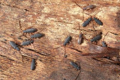 <i>Uleiota planatus</i>