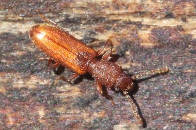 <i>Silvanus unidentatus</i>