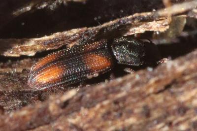 <i>Bitoma crenata</i>