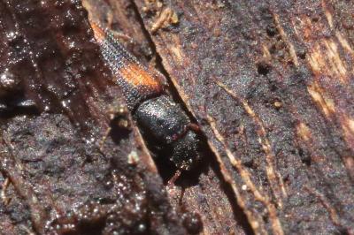 <i>Bitoma crenata</i>