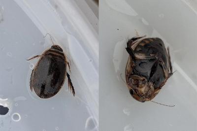 <i>Acilius sulcatus</i>