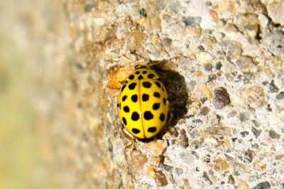 <i>Psyllobora vigintiduopunctata</i>