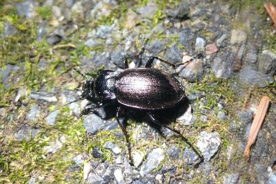 <i>Carabus nemoralis</i>