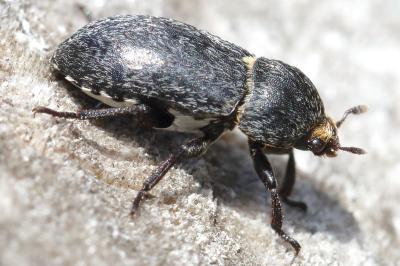 <i>Dermestes laniarius</i>