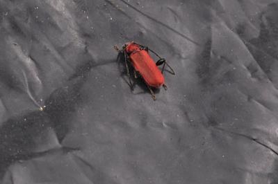 <i>Pyrrhidium sanguineum</i>