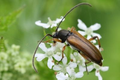 <i>Alosterna tabacicolor</i>