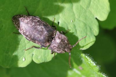 <i>Agrypnus murinus</i>