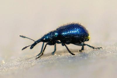 <i>Involvulus caeruleus</i>