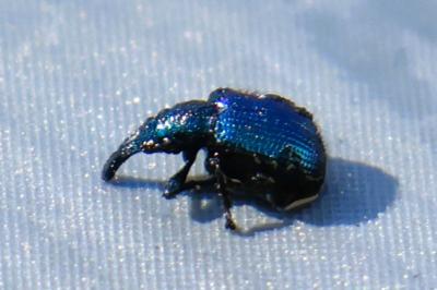 <i>Involvulus caeruleus</i>