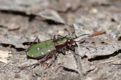 <i>Cicindela campestris</i>