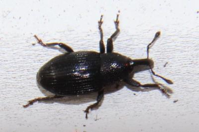 <i>Baris artemisiae</i>