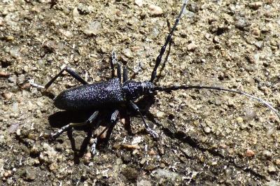 <i>Cerambyx scopolii</i>