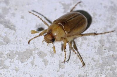 <i>Rhizotrogus marginipes</i>