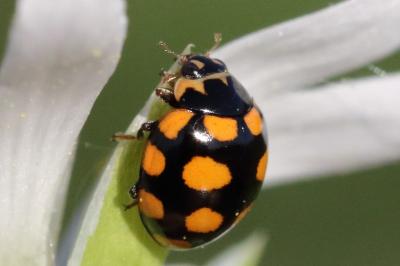 <i>Coccinula quatuordecimpustulata</i>