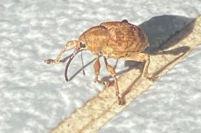 <i>Curculio</i>