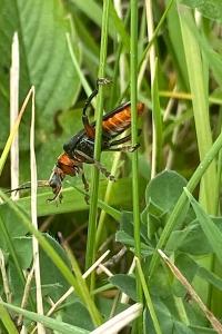 <i>Cantharis rustica</i>