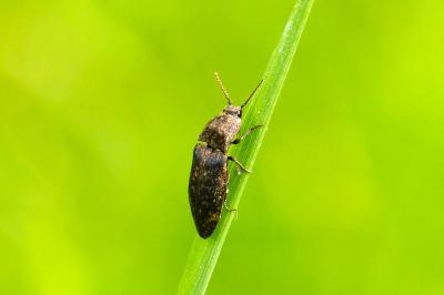 <i>Agrypnus murinus</i>