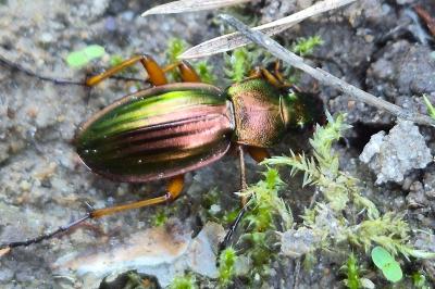 <i>Carabus auratus</i>