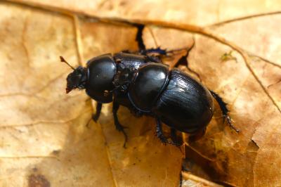 <i>Anoplotrupes stercorosus</i>