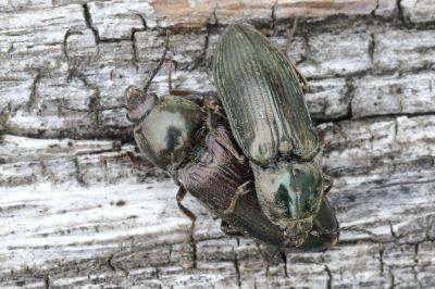 <i>Selatosomus latus</i>