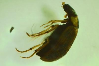 <i>Berosus affinis</i>