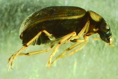 <i>Berosus affinis</i>