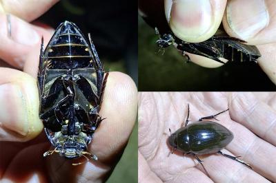 <i>Hydrophilus piceus</i>