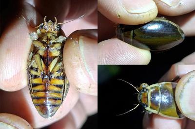 <i>Dytiscus circumflexus</i>