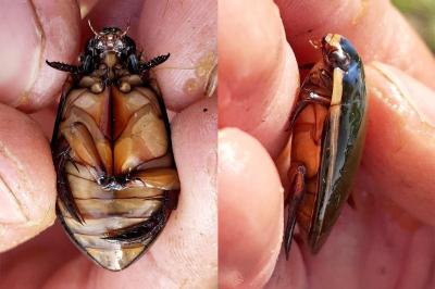 <i>Cybister lateralimarginalis</i>