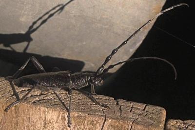 <i>Cerambyx scopolii</i>