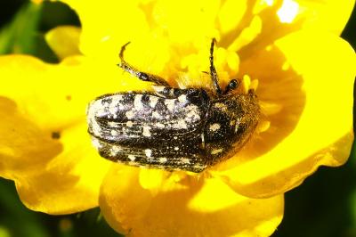 <i>Oxythyrea funesta</i>