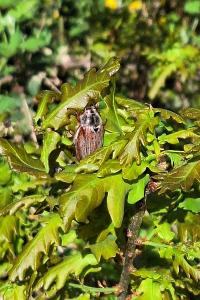 <i>Amphimallon majale</i>