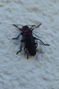 <i>Cantharis rustica</i>