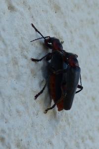 <i>Cantharis rustica</i>